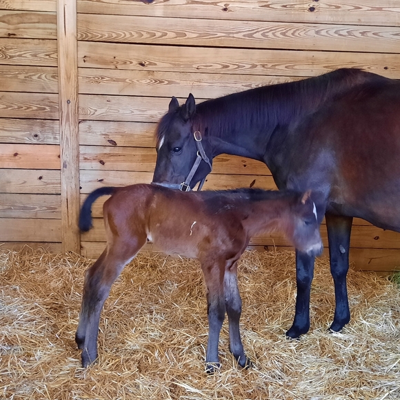 Meet your Posher, Rhonda - Picture 3 of 4